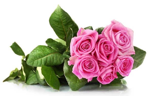 Många rosa rosor isolerad på vit — Stockfoto