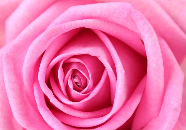 ピンクのバラのクローズ アップ — ストック写真