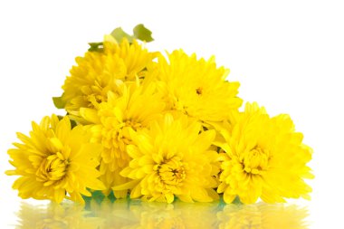 Sarı kasımpatı çiçekleri beyaz izole