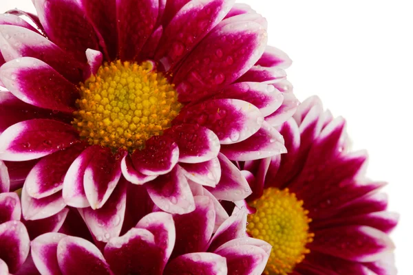 Beautiful chrysanthemum isolated on white — Stock Photo, Image