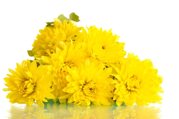 Желтые хризантемы цветы изолированы на белом — стоковое фото