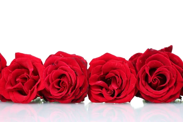 Hermosas rosas rojas aisladas en blanco —  Fotos de Stock