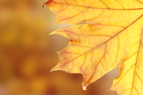 Suchą jesień liść klonu na żółtym tle — Zdjęcie stockowe