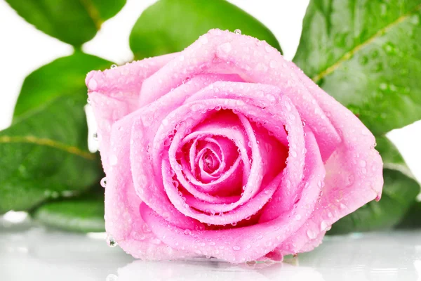 Rosa rose isolert på hvitt – stockfoto