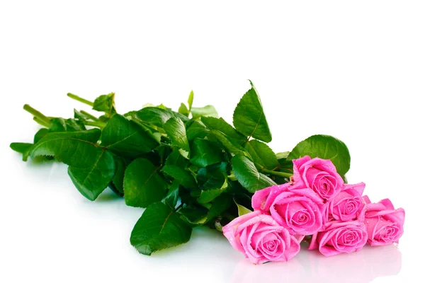 Many pink roses isolated on white — Stock Photo, Image