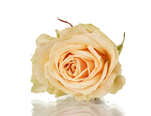 Bela rosa no fundo branco — Fotografia de Stock