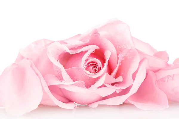 Rosa aislada sobre blanco — Foto de Stock