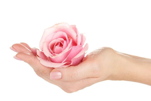 白い背景の上の手でピンクのバラ — ストック写真