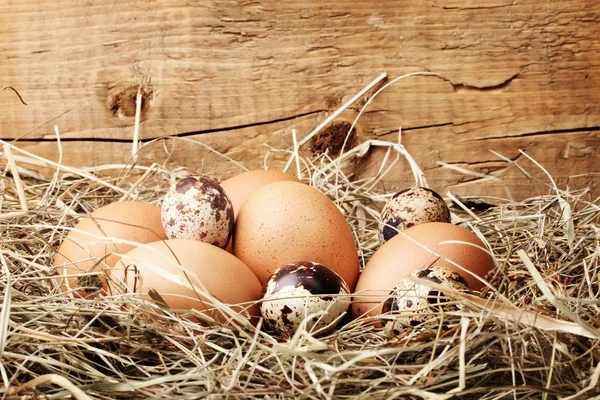 Kuře a křepelčí vejce v hnízdě na dřevěné pozadí — Stock fotografie