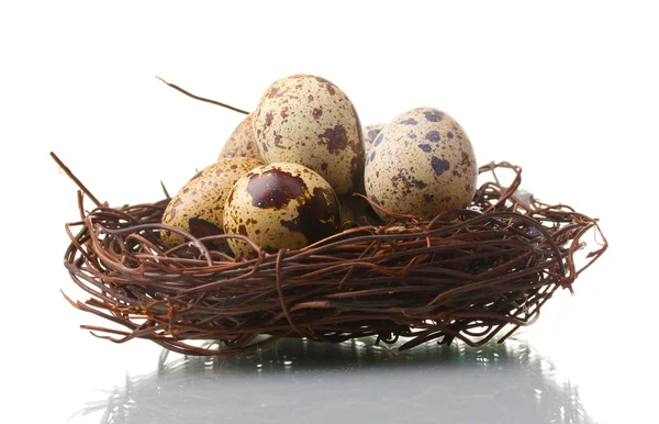 흰색 절연 둥지에서 달걀 메 추 라 기 — 스톡 사진