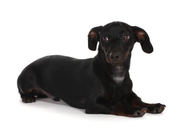 beyaz izole siyah küçük dachshund köpek