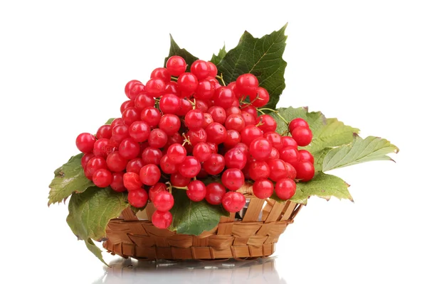 Rode bessen van planten van viburnum in mand geïsoleerd op wit — Stockfoto