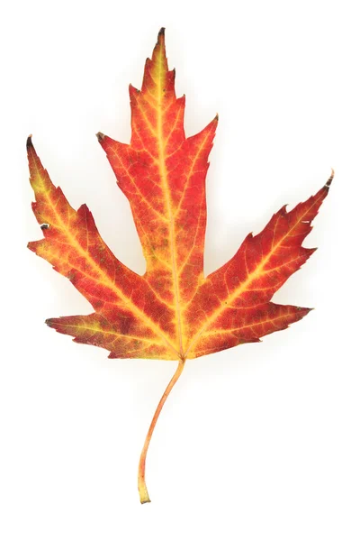 Żywe jesień klon liść na białym tle — Zdjęcie stockowe