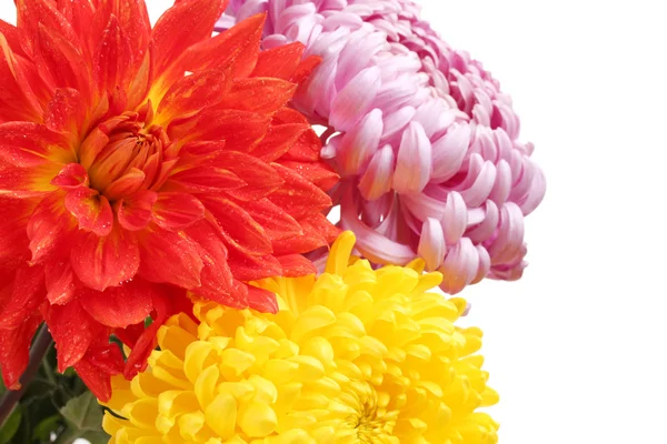 Colorful chrysanthemums isolated on white — Stock Photo, Image