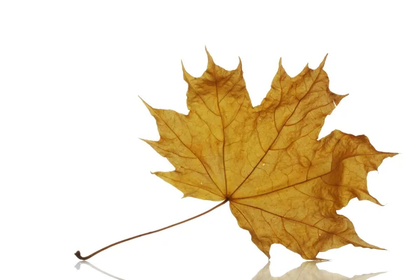 Dry maple autumn leaf isolated on white — Stock Photo, Image