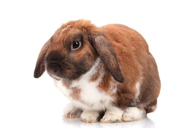 Conejo de orejas cortadas aisladas en blanco — Foto de Stock