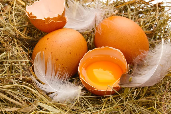 鶏の卵の巣のクローズ アップ — ストック写真