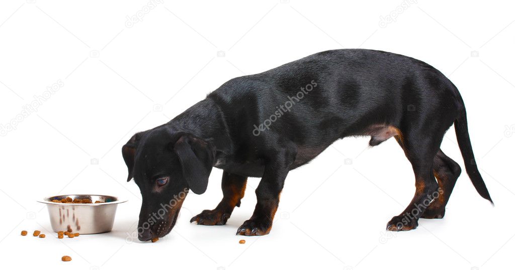 Black little dachshund dog and food isolated on white