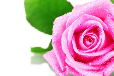 Pink rose with water droplets closeup clipart