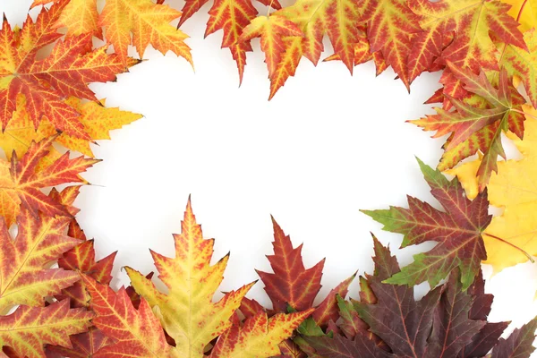 生动秋天枫叶上白色隔离 — 图库照片