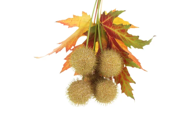 stock image Balls of maple seeds and autumn leaves isolated on white