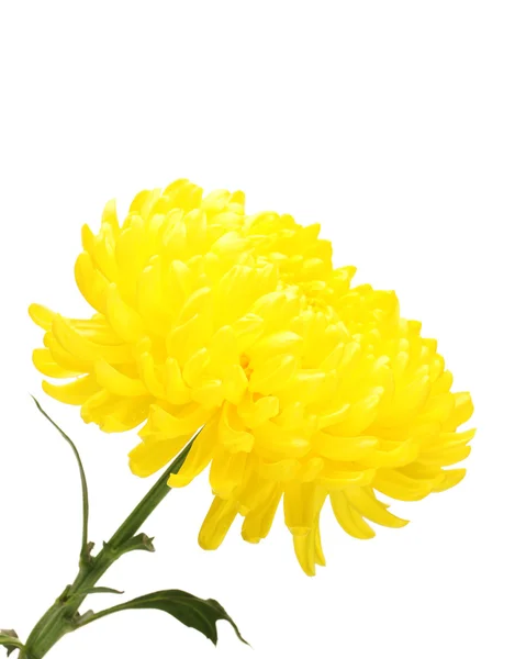 Žlutá podzimní chryzantémy izolovaných na bílém — Stock fotografie
