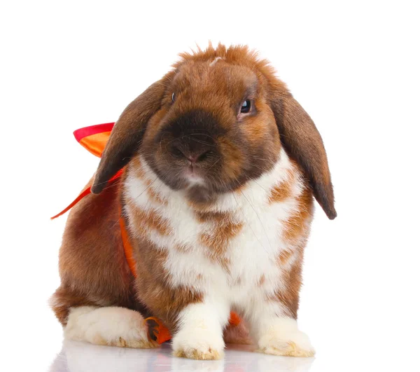 Lop-ухо кролика с красным луком изолированы на белом — стоковое фото