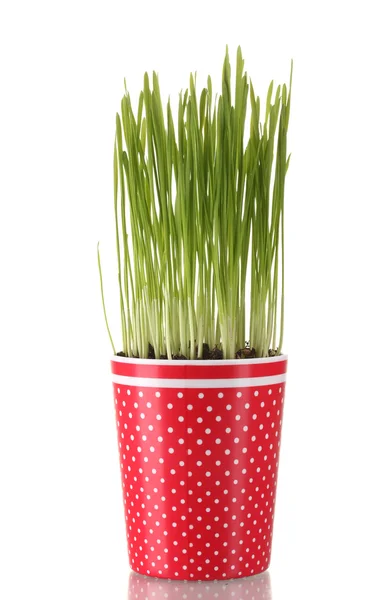 Zielona trawa w wazonie na białym tle — Zdjęcie stockowe