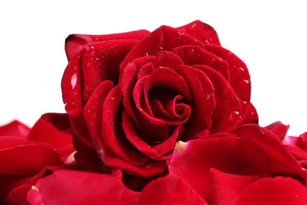 Schöne rote Rose und Blütenblätter isoliert auf weiß — Stockfoto