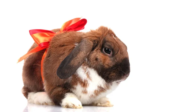 Zběsilého útoku králík s červenou mašli izolovaných na bílém — Stock fotografie