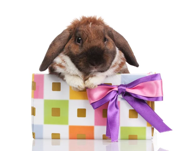 Coelho de orelhas lop em uma caixa de presente com arco roxo isolado em branco — Fotografia de Stock
