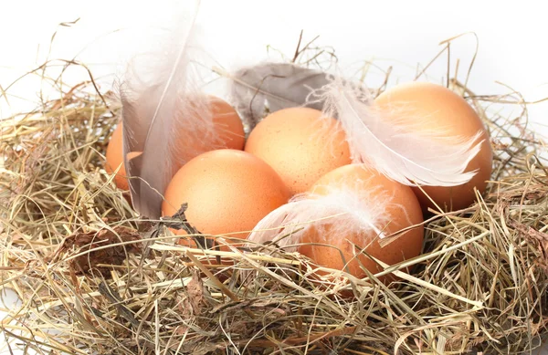 Hühnereier in einem Nest isoliert auf weiß — Stockfoto