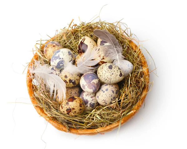 stock image Quail eggs in nest isolated on white