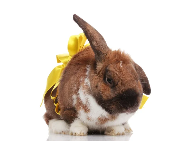 Droeve konijn met gele boog geïsoleerd op wit — Stockfoto