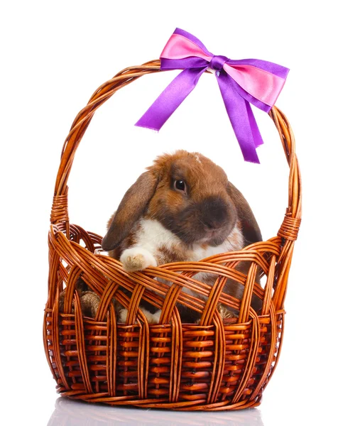 Lop-eared rabbit in a basket with purple bow isolated on white — Stock Photo, Image
