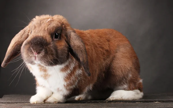 Conejo orejudo sobre fondo gris —  Fotos de Stock