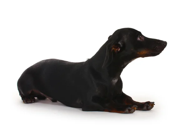 Pies czarny jamnik mało na białym tle — Zdjęcie stockowe