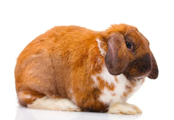 Coniglio dalle orecchie a luppolo isolato su bianco — Foto Stock