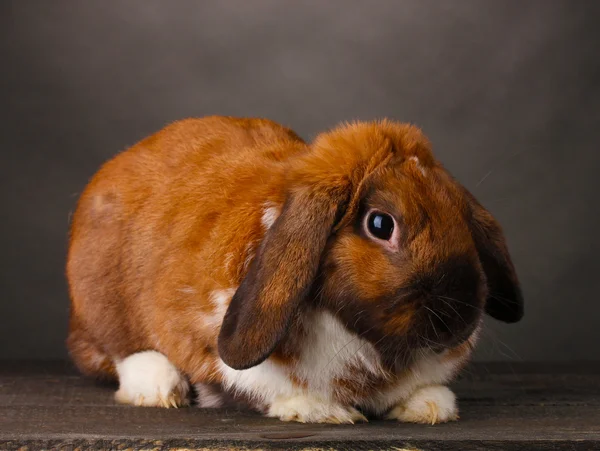 Gri zemin üzerine Lop-Eared tavşan — Stok fotoğraf