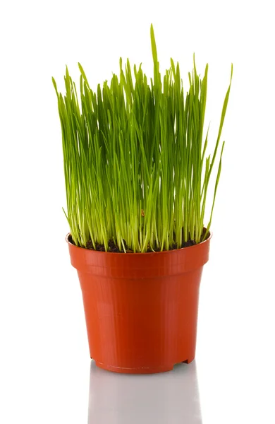 Grönt gräs i en blomkruka isolerad på vit — Stockfoto