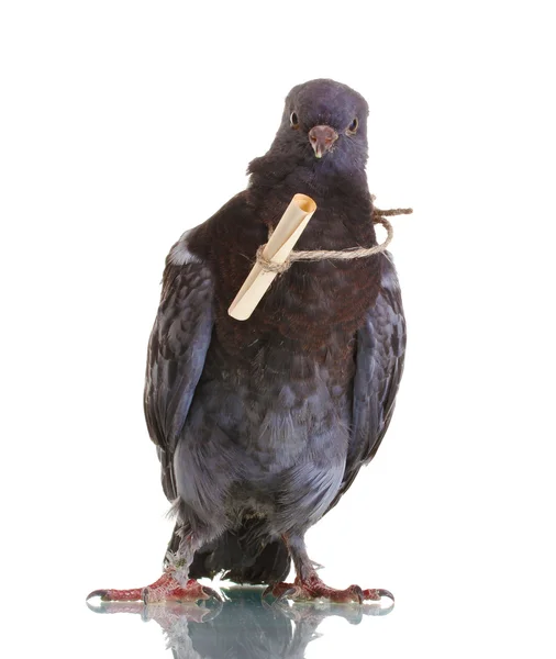 Una paloma mensajera gris aislada en blanco —  Fotos de Stock