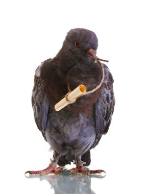 One grey messenger-pigeon isolated on white