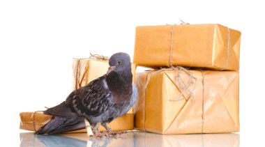 One grey messenger-pigeon and parcels isolated on white clipart