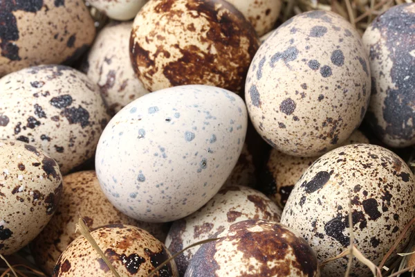 Quail eggs closeup — Stock Photo, Image
