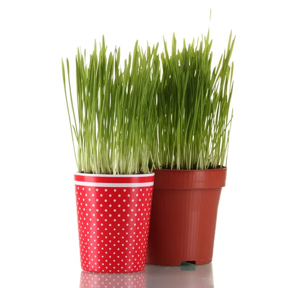 白で隔離される 2 つの植木鉢に緑の草 — ストック写真