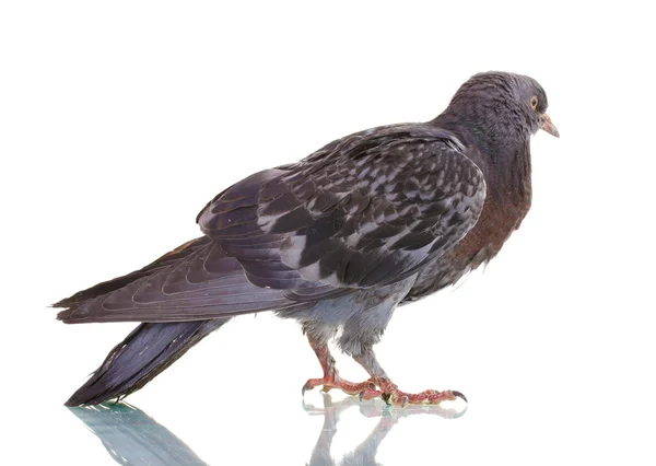 Un pigeon gris isolé sur blanc — Photo