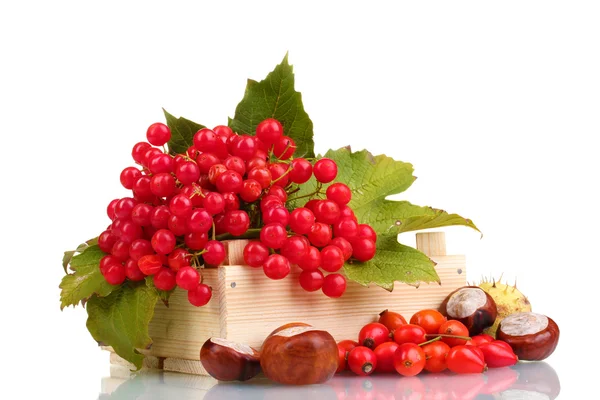 Червоні ягоди калини в дерев'яній коробці, каштани і хліб ізольовані на білому — стокове фото