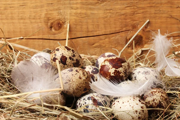 Αυγά ορτυκιού σε φωλιά σε ξύλινο φόντο — Φωτογραφία Αρχείου