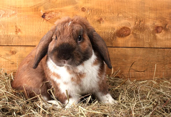 Ahşap arka planda samanlıkta sarkık kulaklı tavşan — Stok fotoğraf