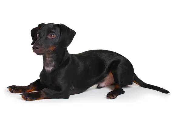 Pequeño perro salchicha negro aislado en blanco — Foto de Stock